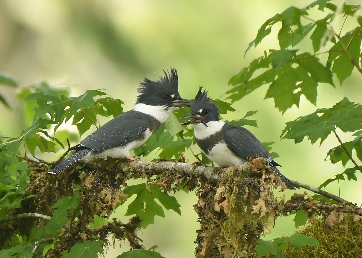 Belted Kingfisher - ML429907971