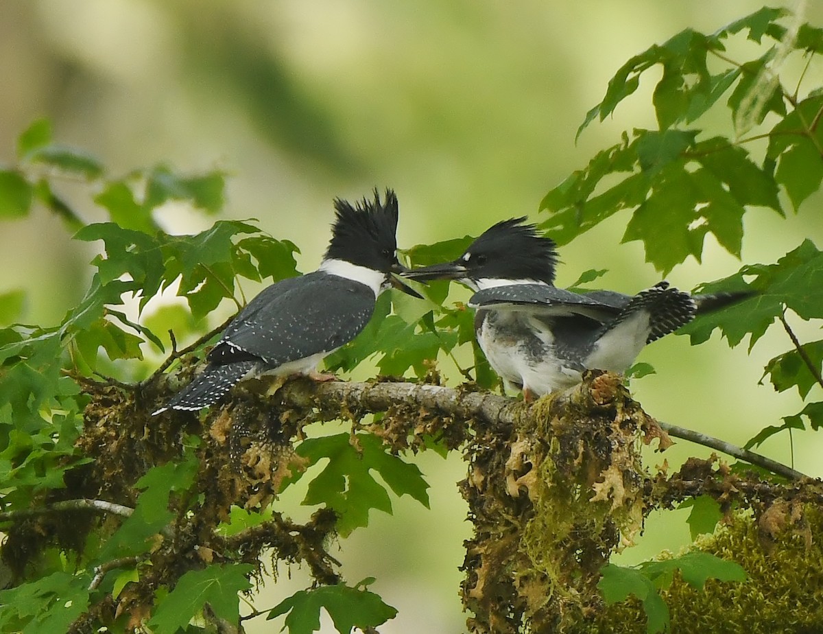 Belted Kingfisher - ML429908011