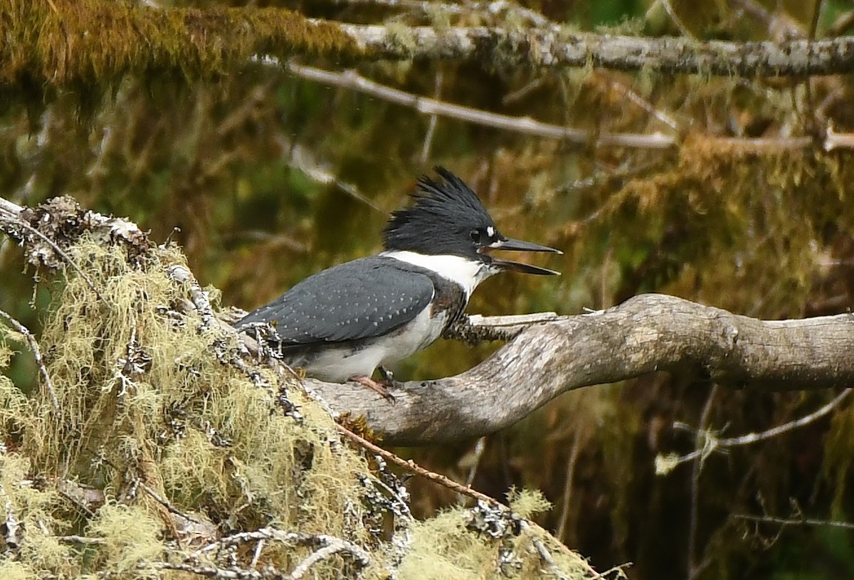 Belted Kingfisher - ML429908021