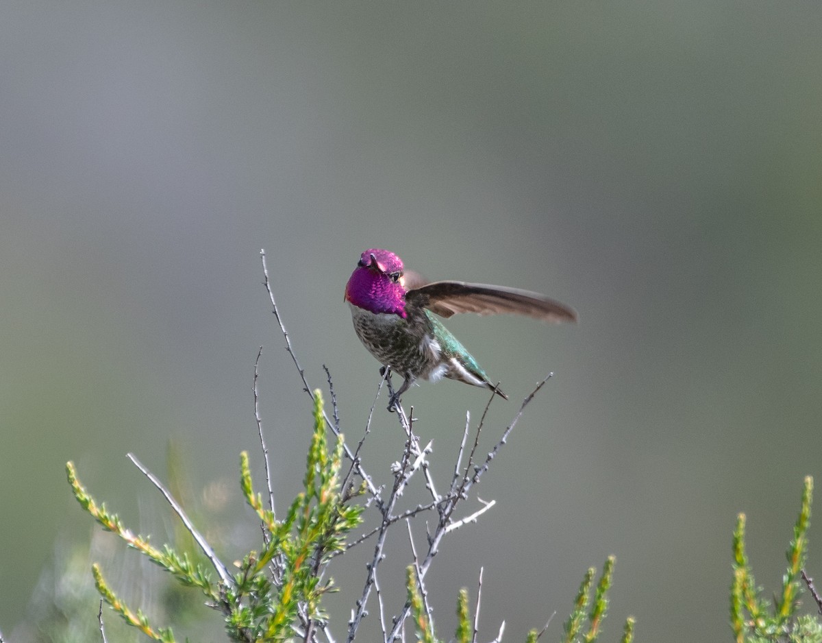 Anna's Hummingbird - ML429908141