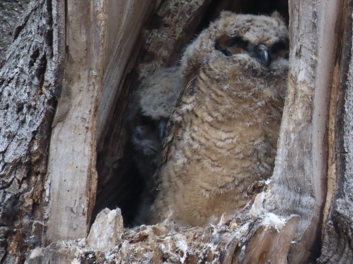Great Horned Owl - ML429909261