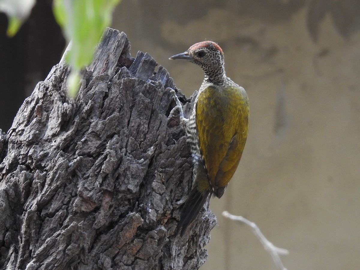 Green-backed Woodpecker (Little Green) - ML429910001