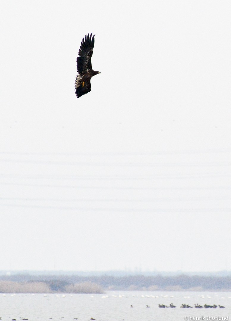 White-tailed Eagle - Henrik Thorlund