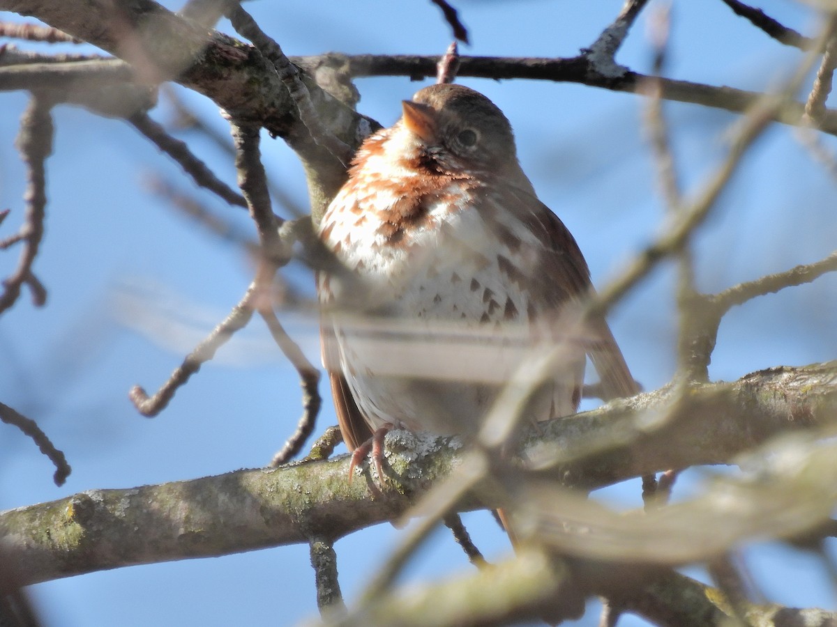 Fox Sparrow (Red) - ML429917841
