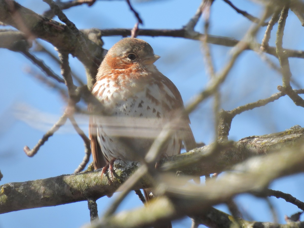 Fox Sparrow (Red) - ML429917921