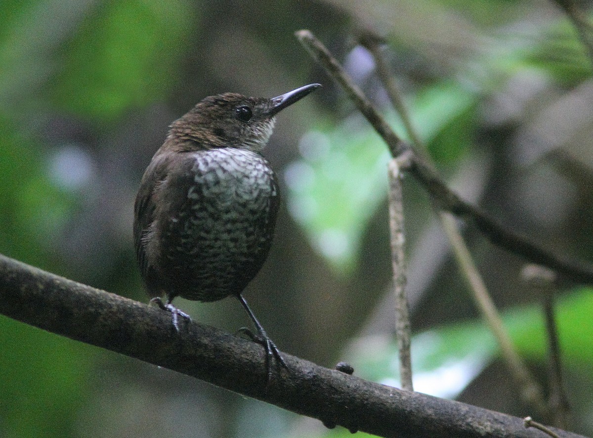 Scaly-breasted Wren (Scaly) - ML429924151