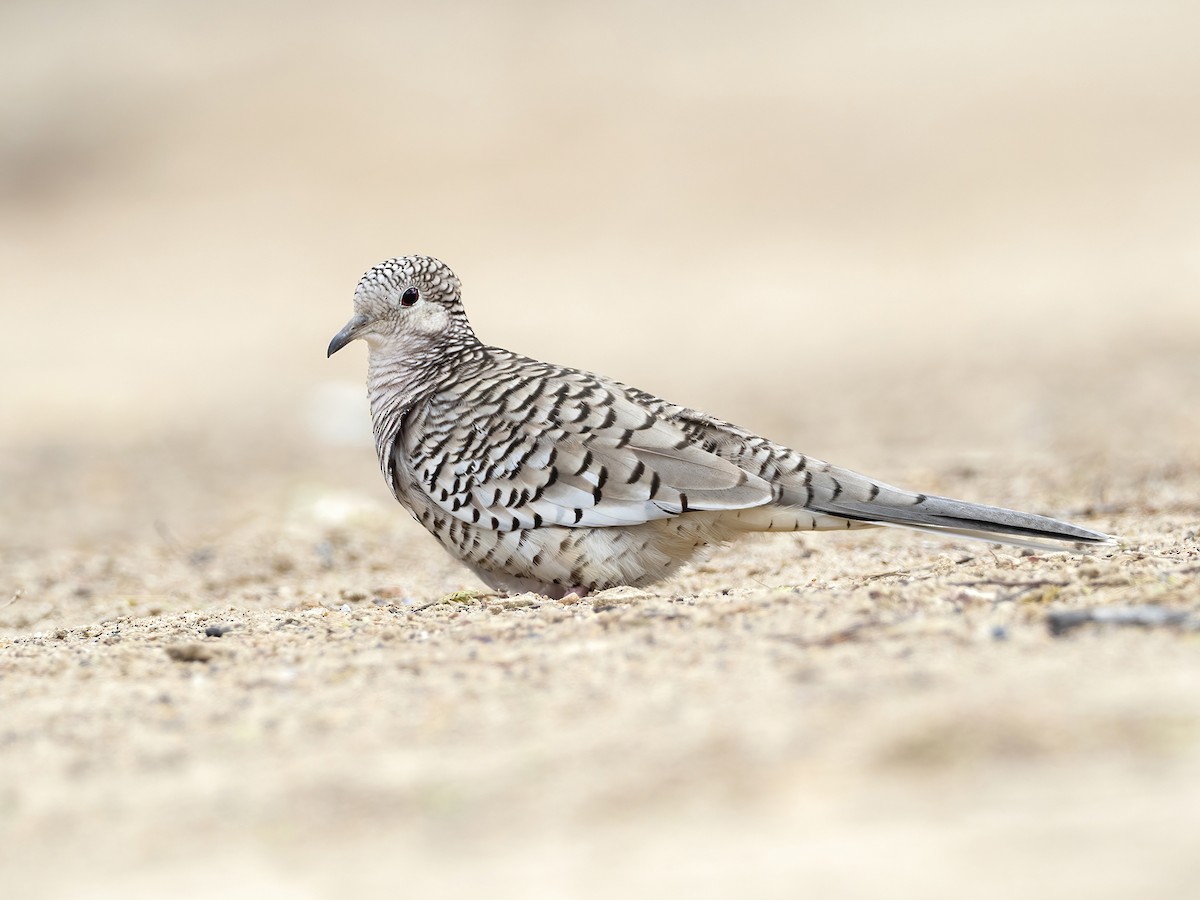 Scaled Dove - Columbina squammata - Birds of the World