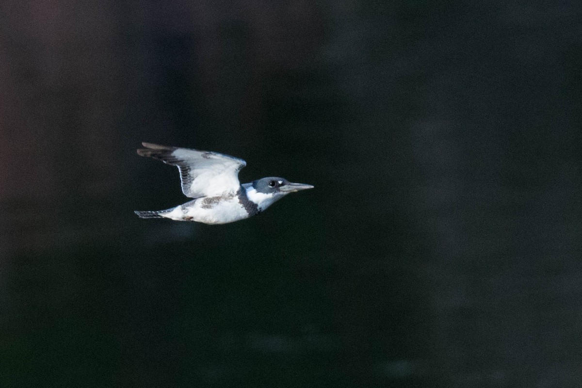 Belted Kingfisher - ML429929411