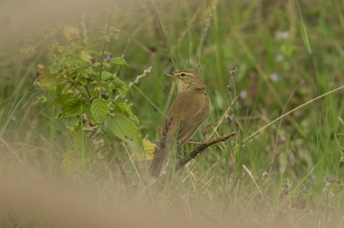 Booted Warbler - ML42993051