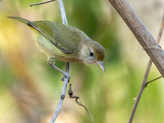  - Golden-fronted Greenlet