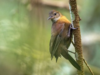  - Gray-throated Leaftosser