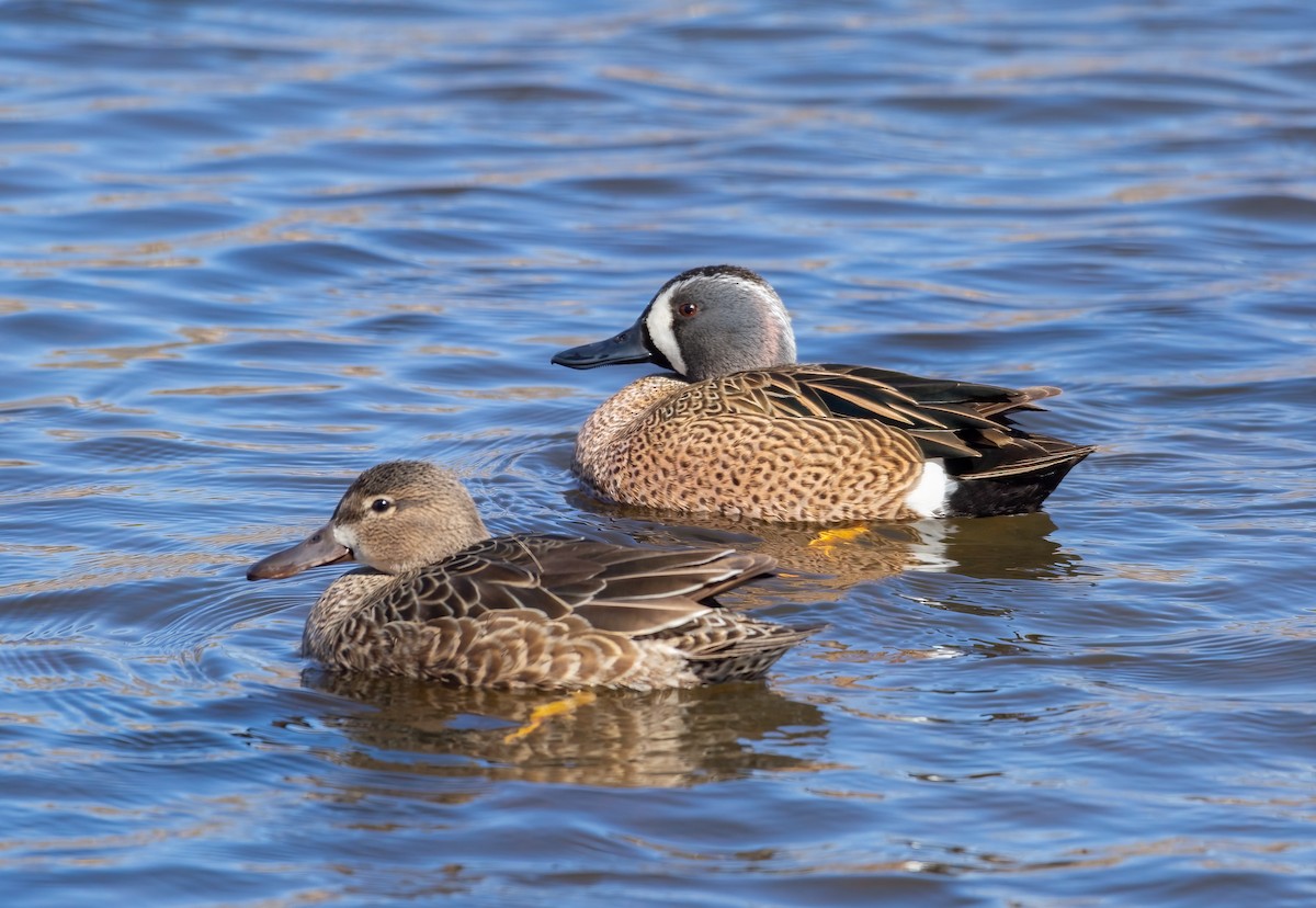 Blue-winged Teal - ML429933681