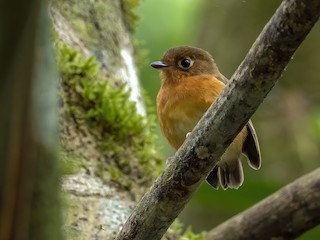  - Rusty-breasted Antpitta