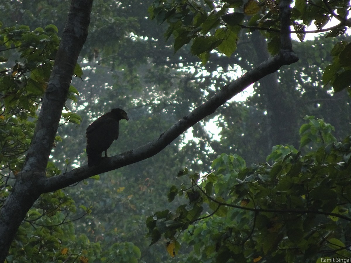 Andaman Serpent-Eagle - Ramit Singal