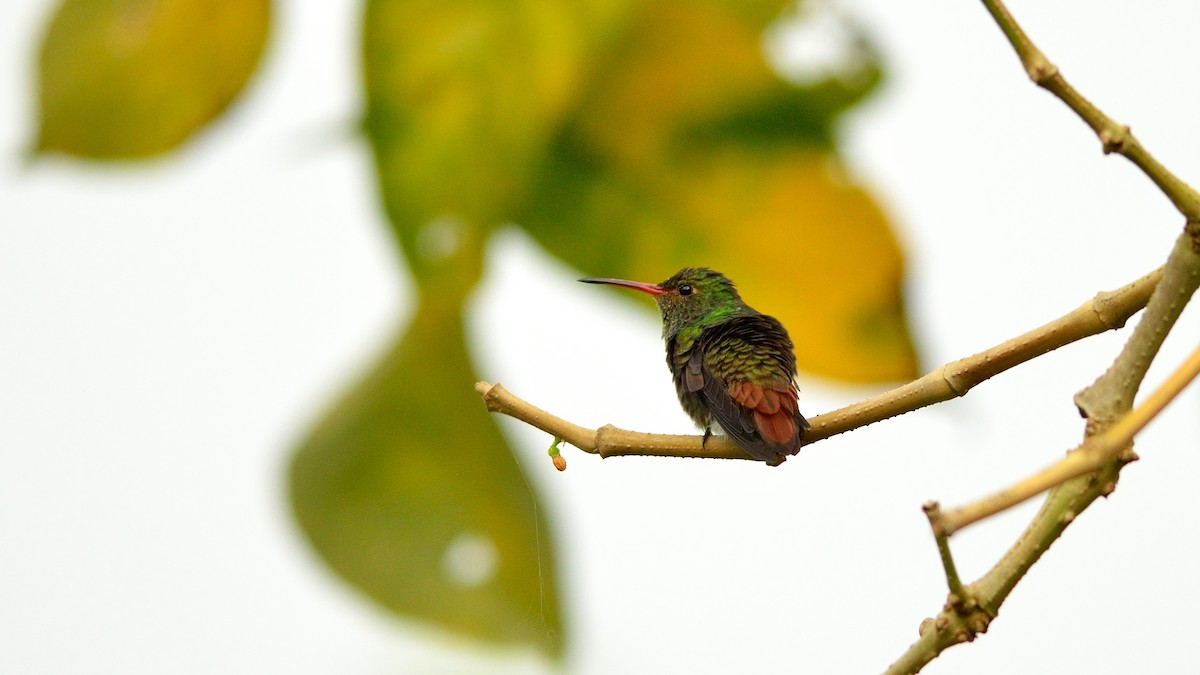 Rufous-tailed Hummingbird - ML42993781