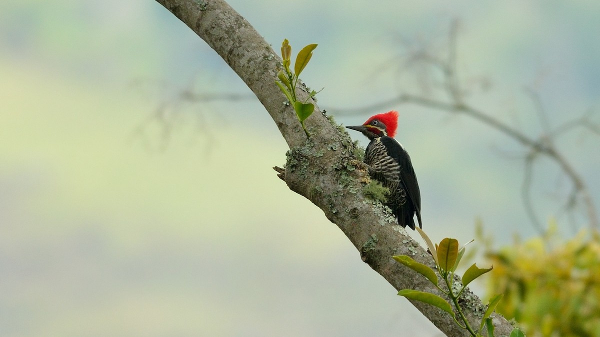 Lineated Woodpecker - Neil Diaz