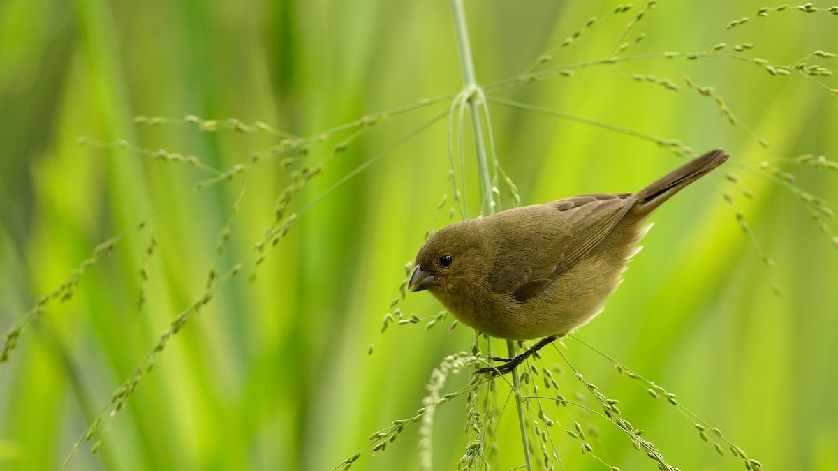 Yellow-bellied Seedeater - ML42993921