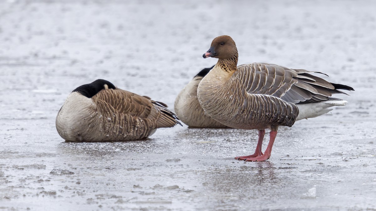 Pink-footed Goose - ML429940171
