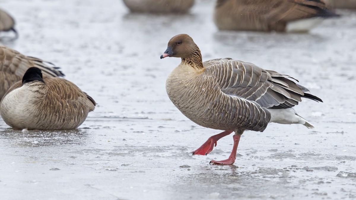 Pink-footed Goose - ML429940781