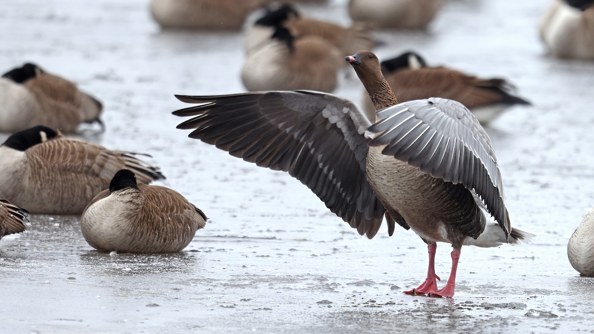 Pink-footed Goose - ML429941331