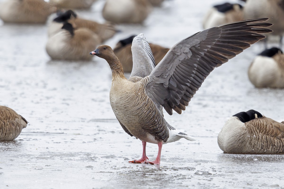 Pink-footed Goose - ML429941341