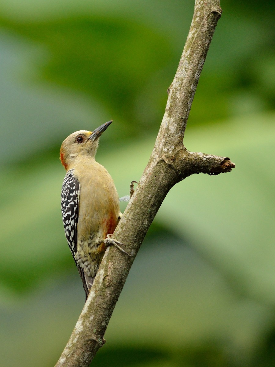 Red-crowned Woodpecker - ML42994291