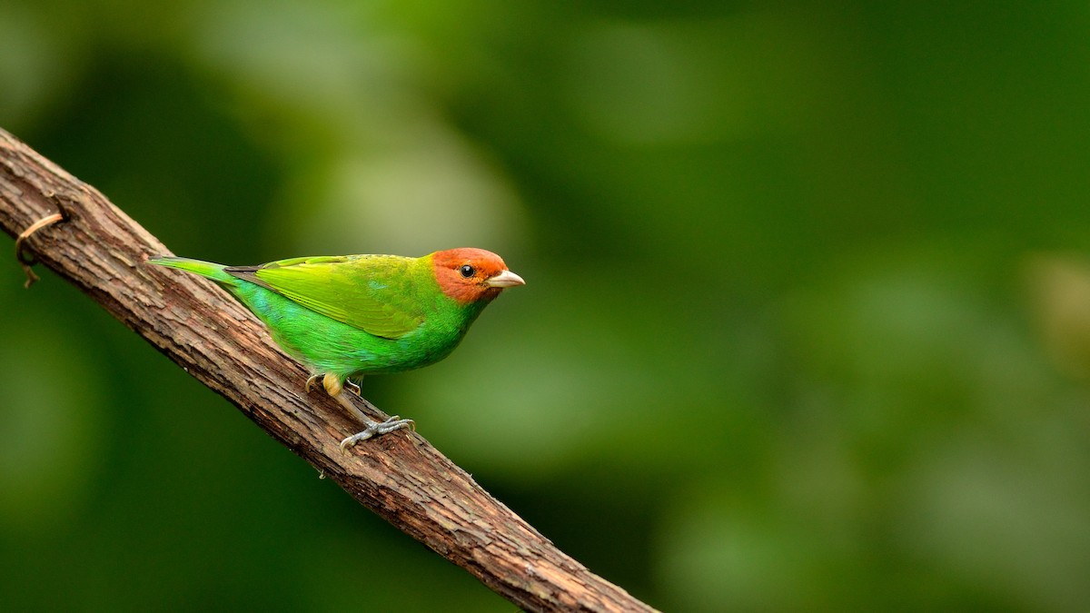 Bay-headed Tanager - ML42994381