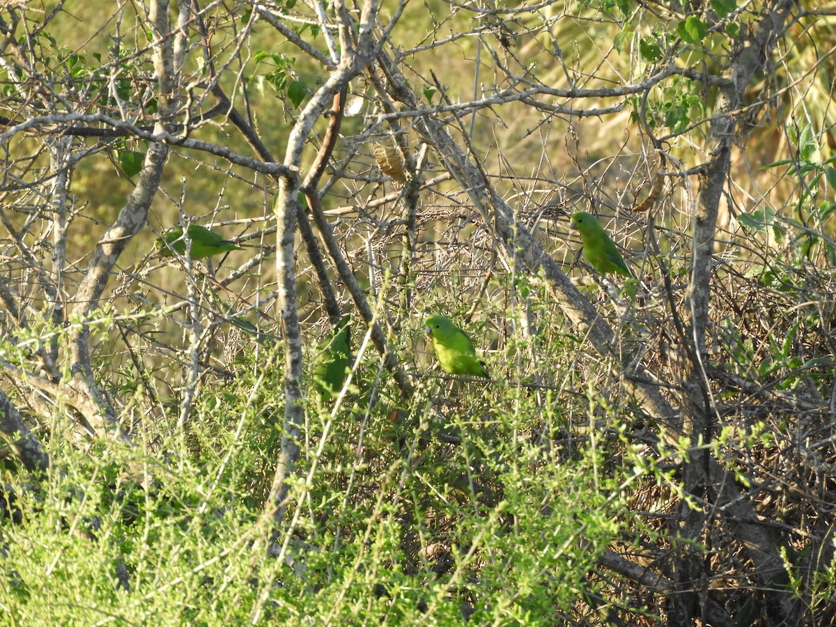 Cobalt-rumped Parrotlet - ML429944211