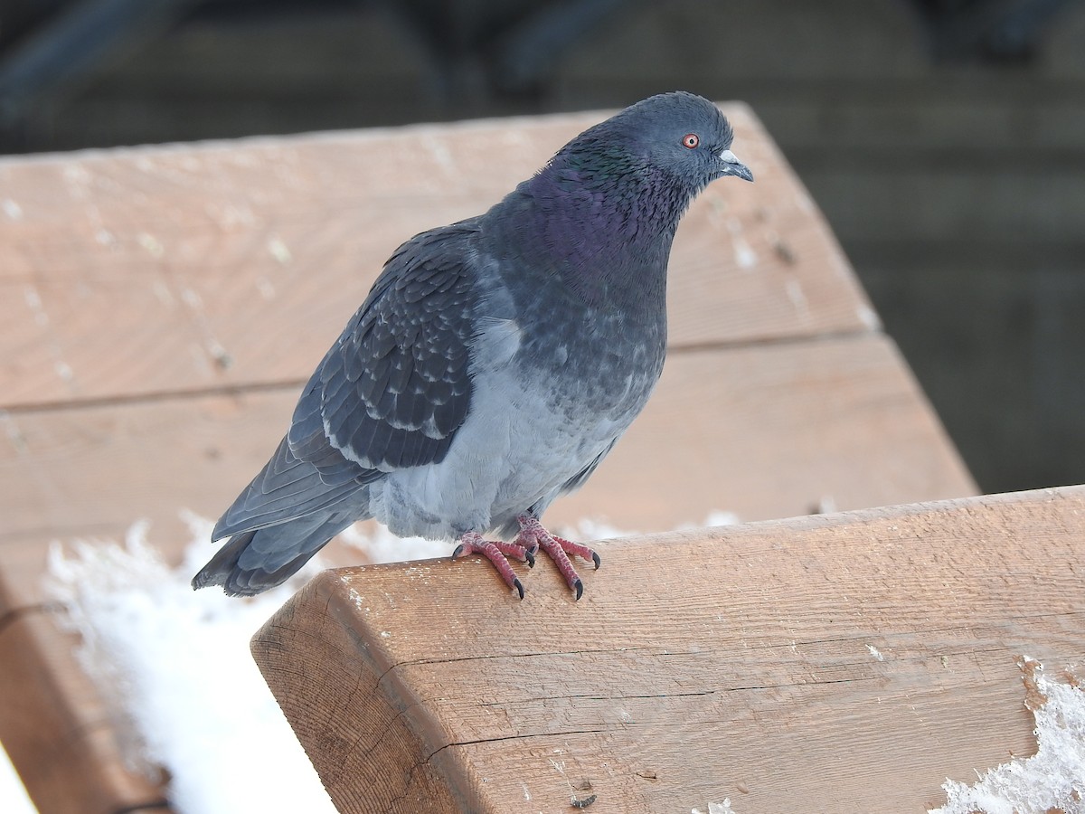Rock Pigeon (Feral Pigeon) - ML429944471
