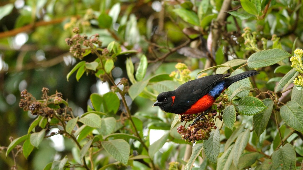 Scarlet-bellied Mountain Tanager - ML42994731