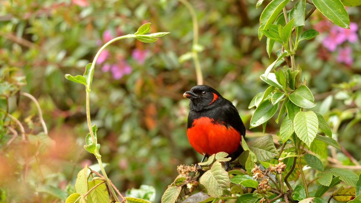 Scarlet-bellied Mountain Tanager - ML42994741