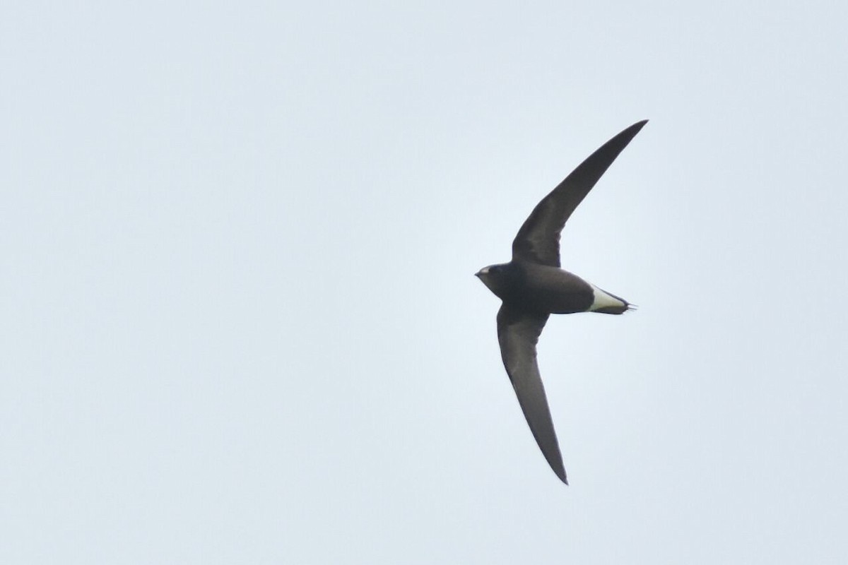 Brown-backed Needletail - ML42994871