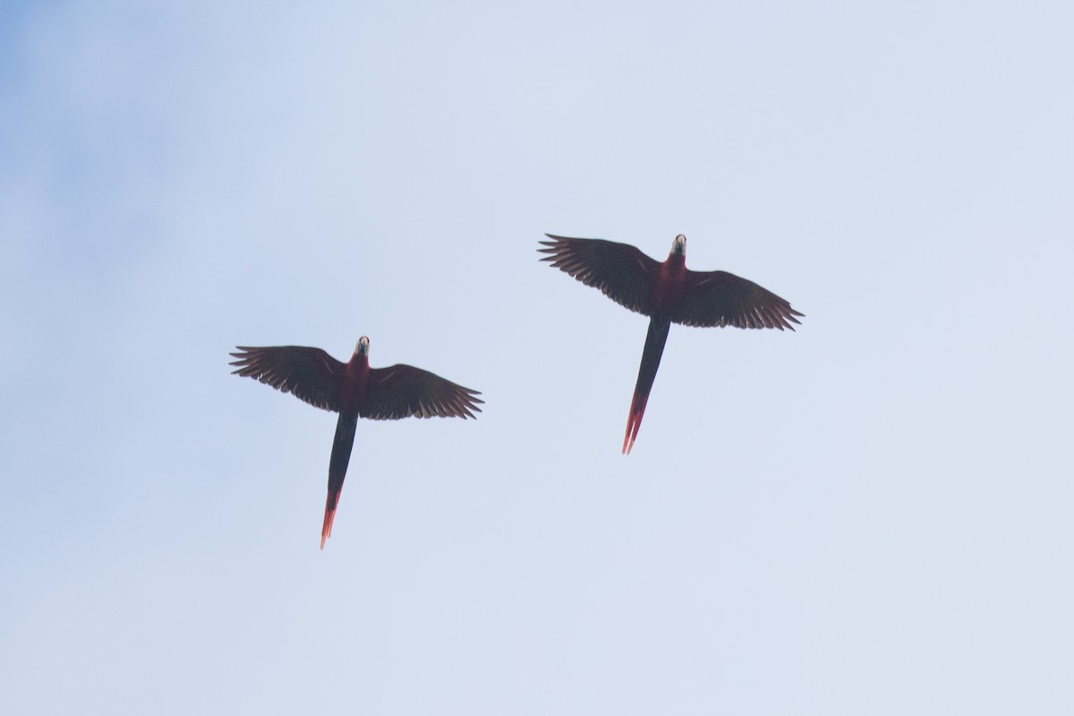 Scarlet Macaw - Steve Kelling