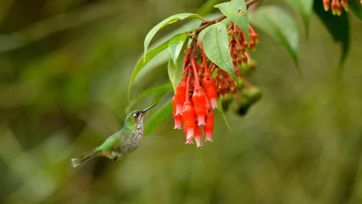 White-booted Racket-tail - ML42995061