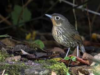  - Santa Marta Antpitta