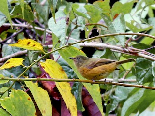  - Ochre-bellied Flycatcher
