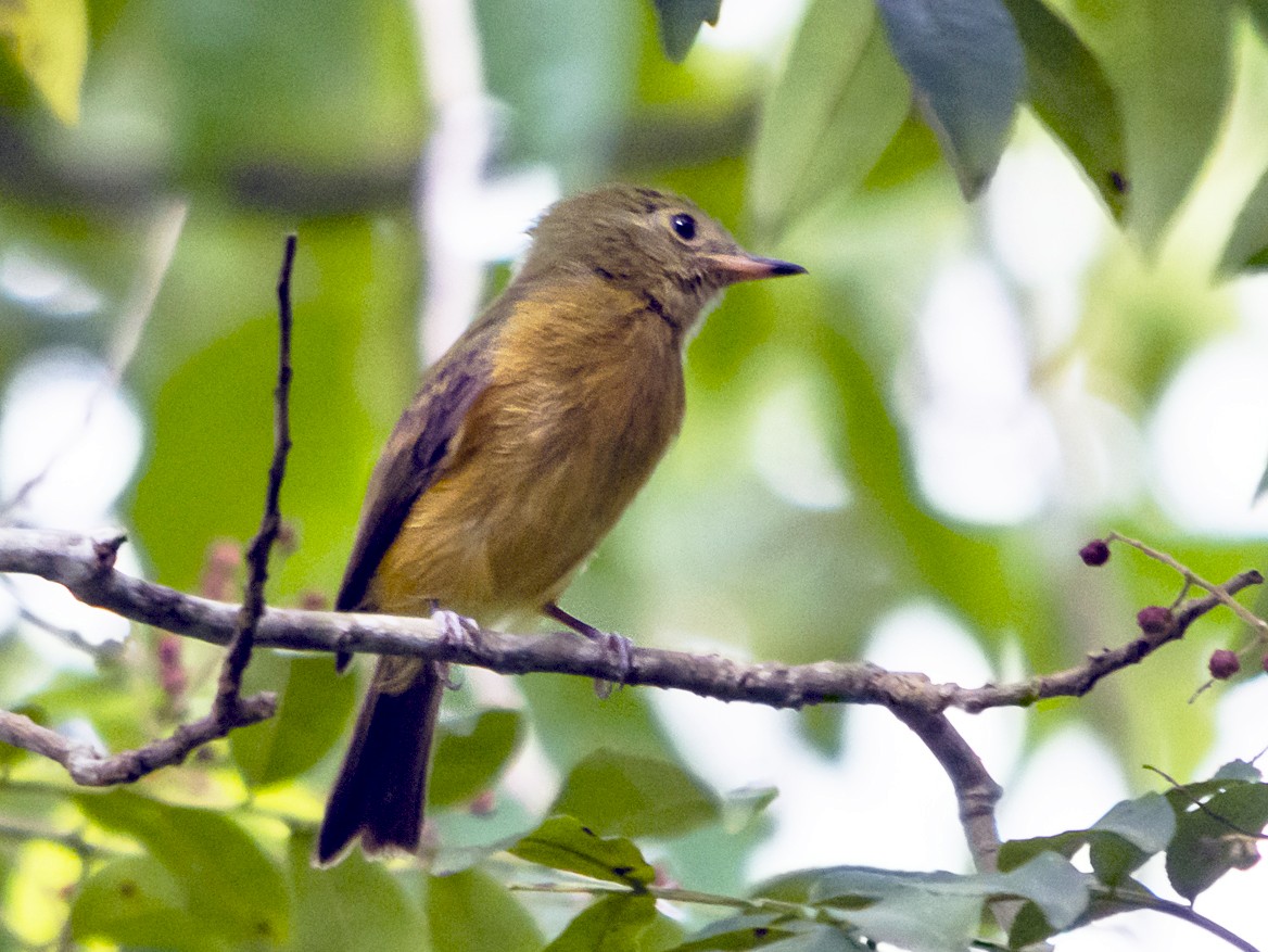 Ochre-bellied Flycatcher - Jerome Foster