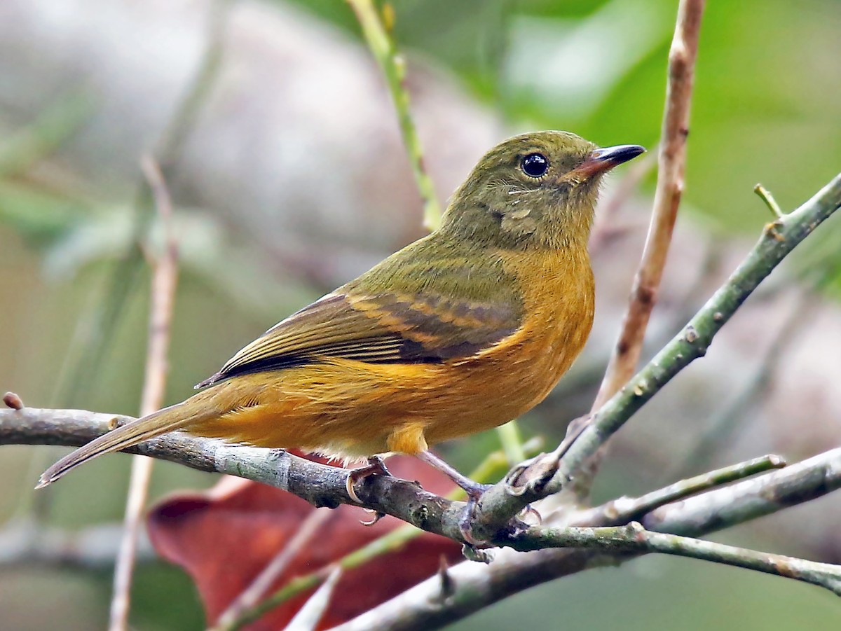 Ochre-bellied Flycatcher - Mionectes oleagineus - Birds of the World