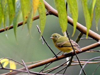  - Ochre-bellied Flycatcher