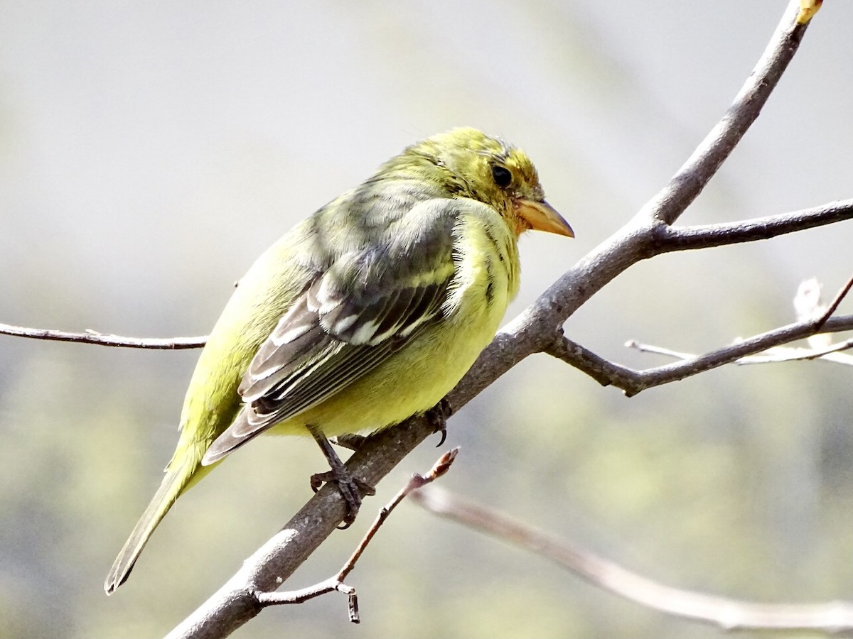 Western Tanager - Janet Wooten