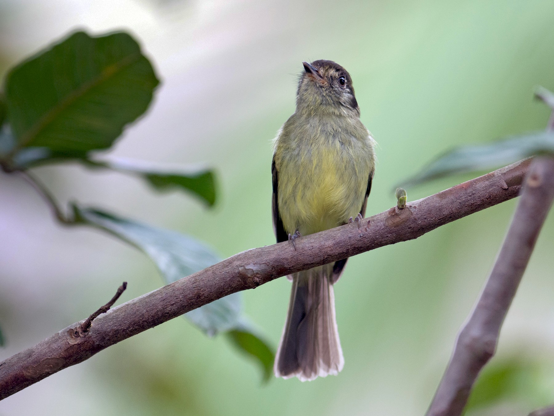 Sepia-capped Flycatcher - Hudson - BirdsRio