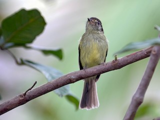 脚付きシエッポ　FLYCATCHER w.foot SIEPPO Sepia-capped Flycatcher - Leptopogon amaurocephalus - Birds