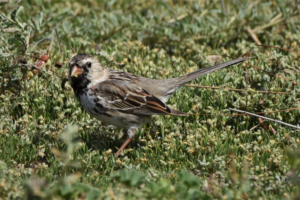 Harris's Sparrow - ML429969681