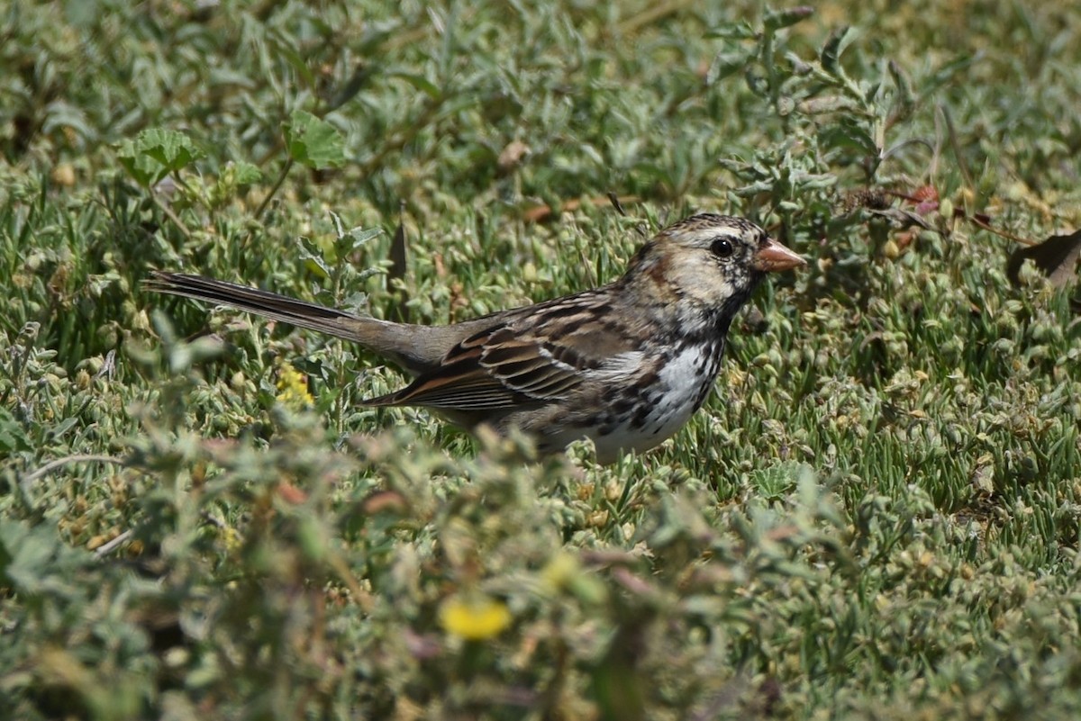 Harris's Sparrow - ML429969701