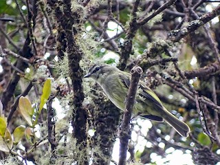  - Spectacled Tyrannulet