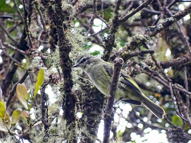  - Spectacled Tyrannulet - 