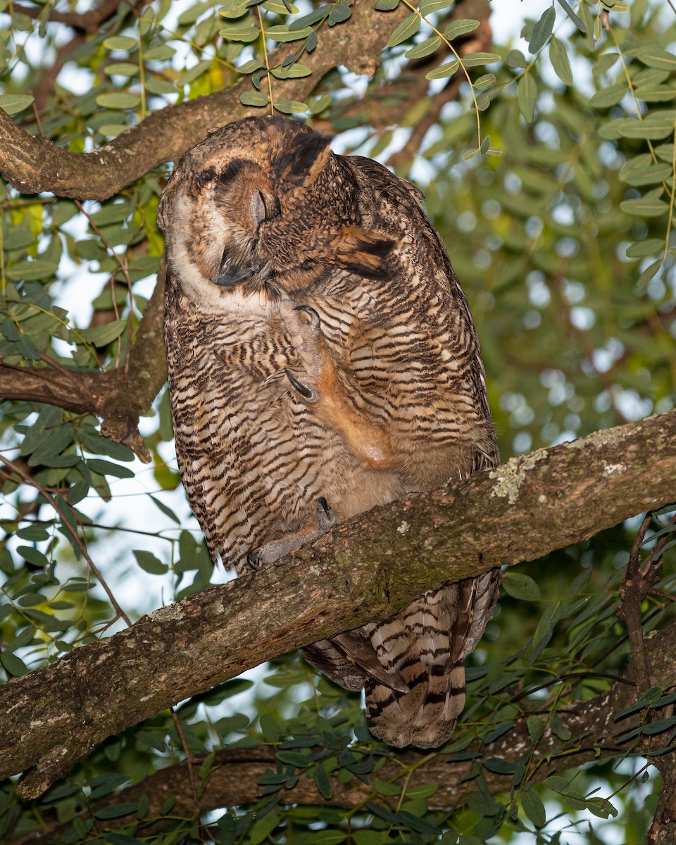 Great Horned Owl - ML429974691