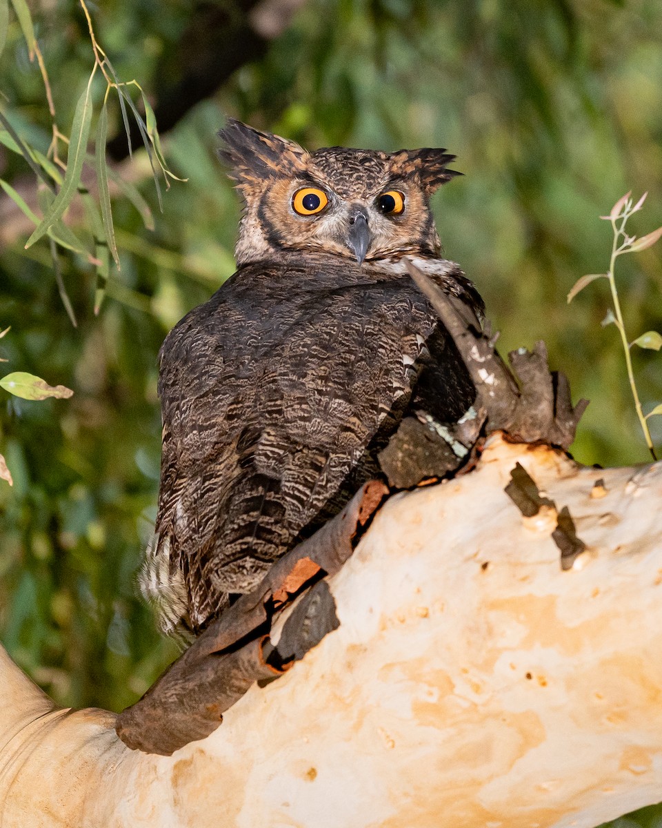 Great Horned Owl - ML429974701