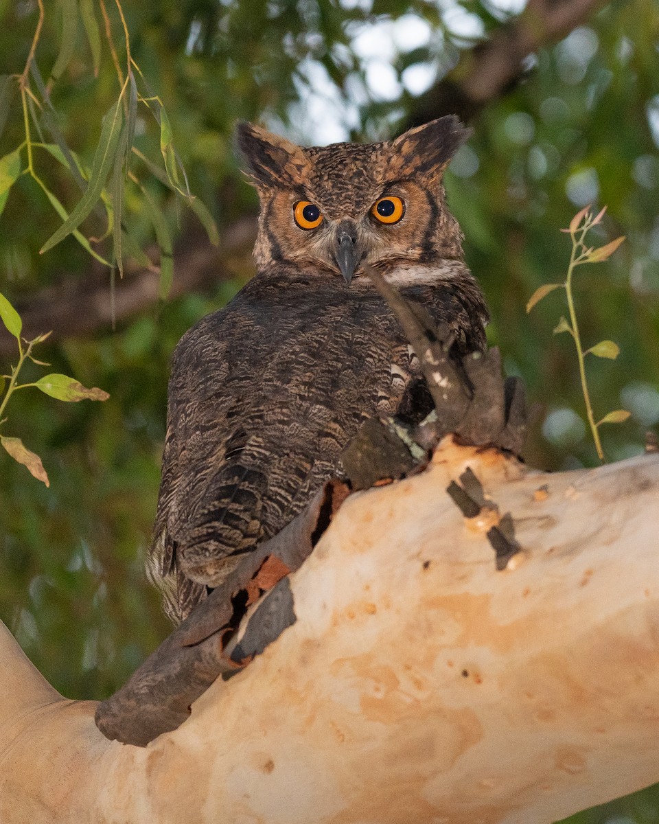 Great Horned Owl - ML429974711