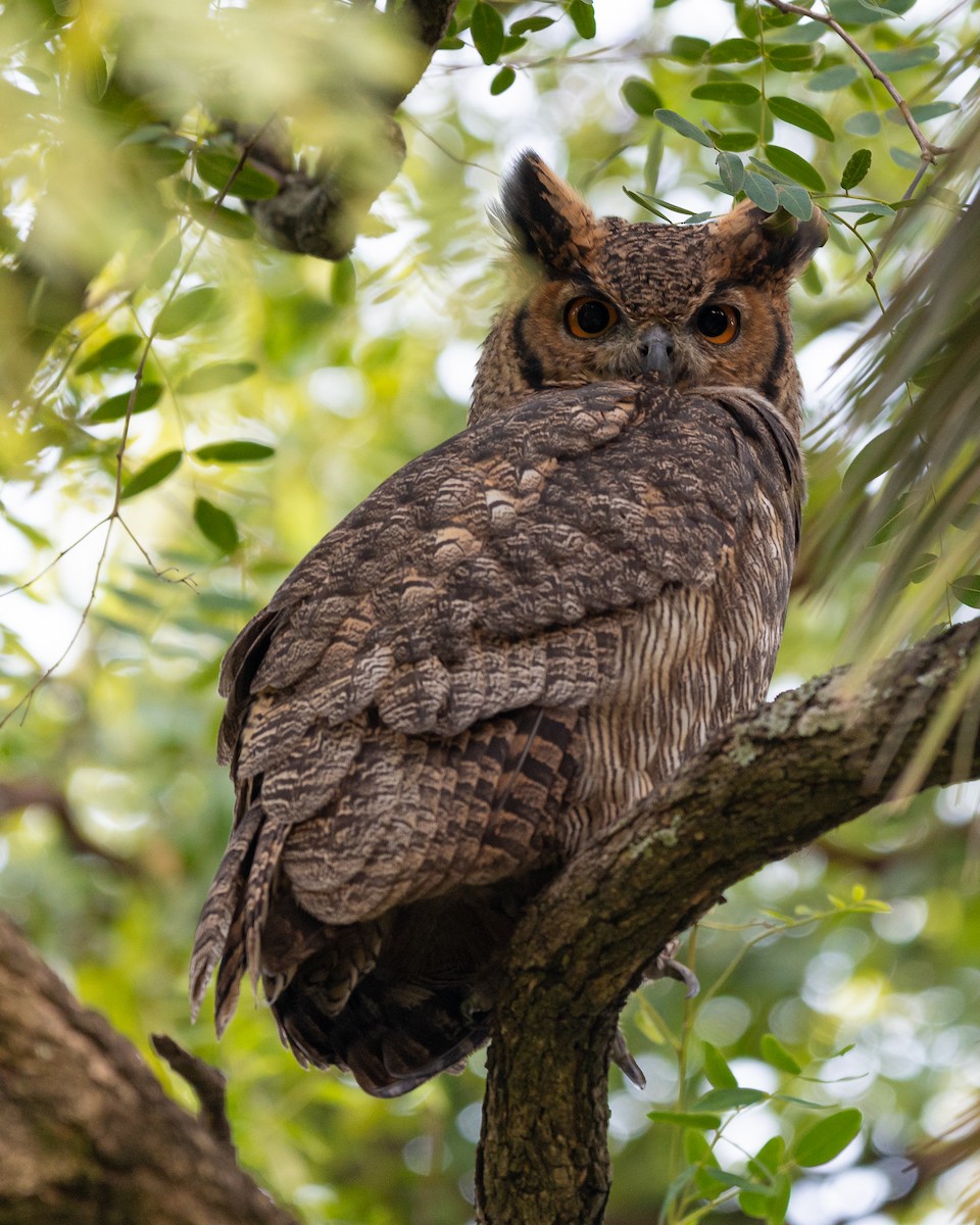 Great Horned Owl - ML429974731